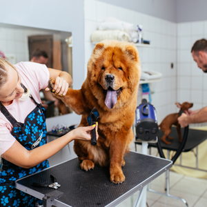 Grooming y peluquería