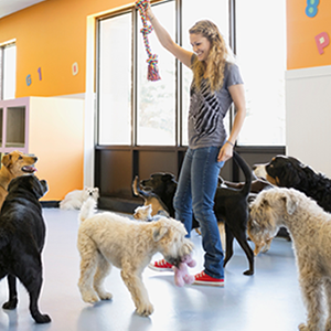 Guardería y hospedaje